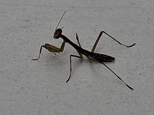 Arizona Mantis