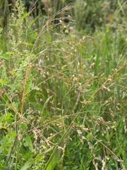 Panicum miliaceum ruderale