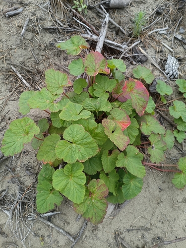 Kopata (Pelargonium inodorum)