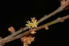 Actinodaphne hookeri