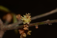 Actinodaphne hookeri