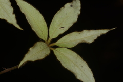 Actinodaphne hookeri
