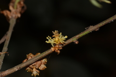Actinodaphne hookeri