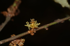 Actinodaphne hookeri