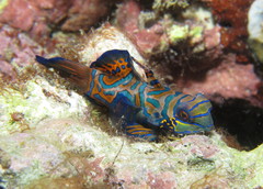 Synchiropus splendidus