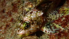 Chilean Thornfish photo 4