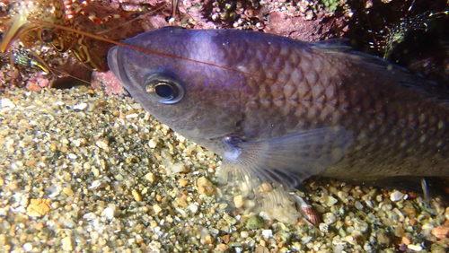 Pacific chromis (Chromis crusma) — Pomacentridae