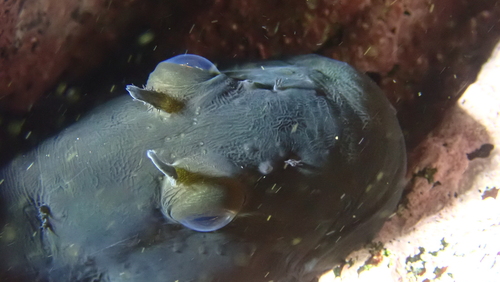 Green blenny (Scartichthys viridis) — Blenniidae — 5