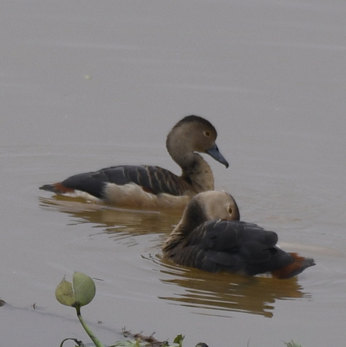Lesser Whistling-Duck