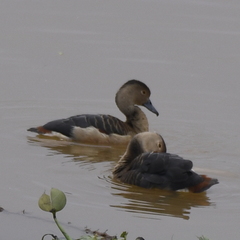 Lesser Whistling-Duck photo 6