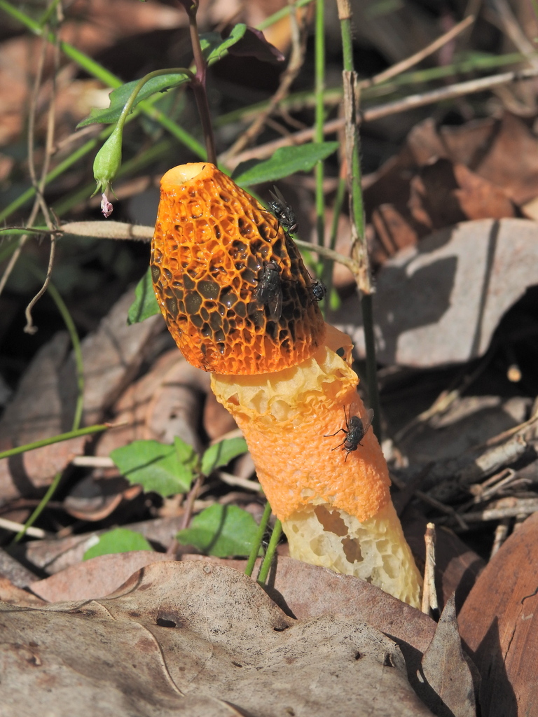 Phallus multicolor · April 2026 · photo: © scottwgavins (iNaturalist, cc-by)