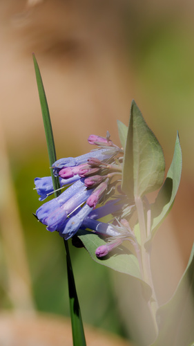 sagebrush bluebell (Mertensia oblongifolia)