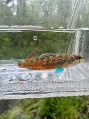 Watercress Darter photo 3