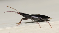 Platynus cincticollis