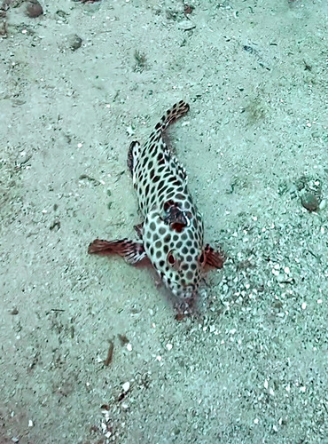 Epinephelus quoyanus