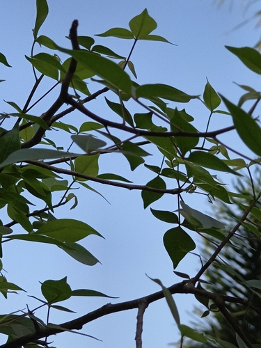 Indian Bael (Aegle marmelos)