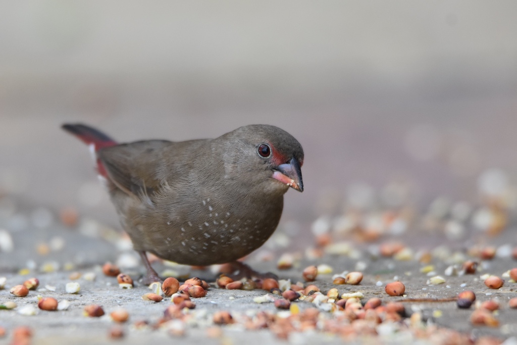 Red-billed Firefinch