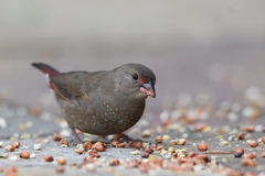 Red-Billed Firefinch photo 6