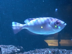 Priacanthus blochii