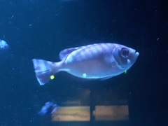 Priacanthus blochii