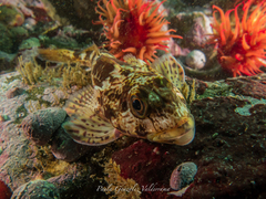 Chilean Thornfish photo 5