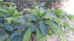 Phyllodium pulchellum