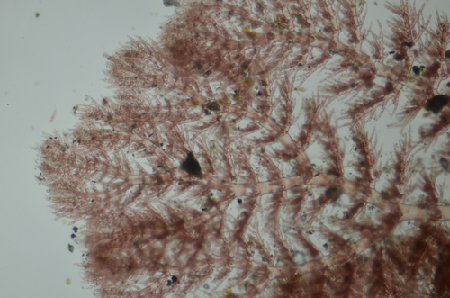 Pterothamnion pectinatum observed 2020-03-13