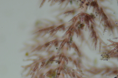 Pterothamnion pectinatum