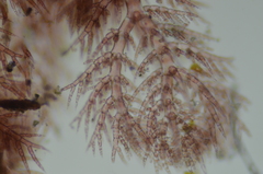 Pterothamnion pectinatum