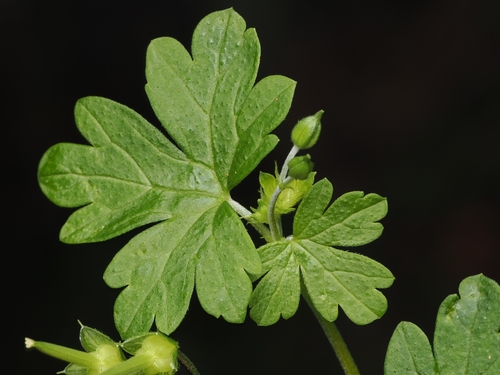 Geranium homeanum (Geranium homeanum)