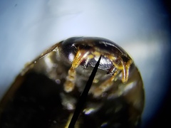 Enochrus pygmaeus