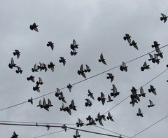 Columba livia domestica