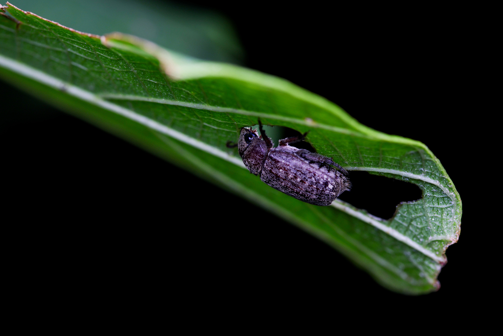Chinese rose beetle from 日本、〒907-0243 沖縄県石垣市宮良 on April 1, 2026 at 03: ...