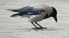 Corvus cornix