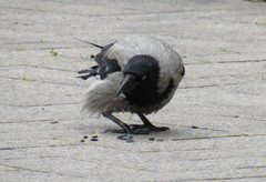 Corvus cornix