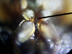 Enochrus pygmaeus