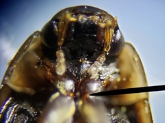 Enochrus pygmaeus