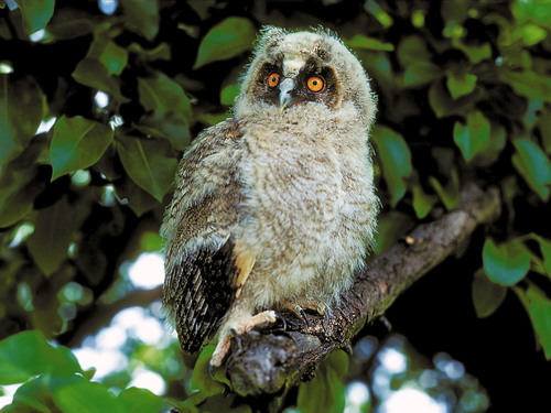 Long-eared Owl