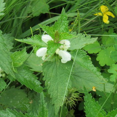 Lamium album