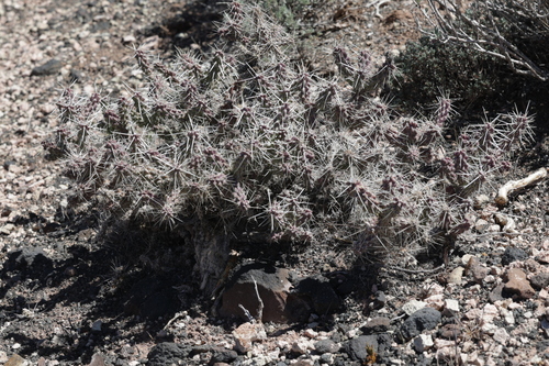 Whipple Cholla (Cylindropuntia whipplei)