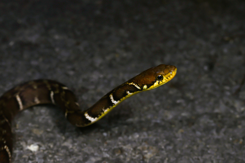 Yaeyama keelback