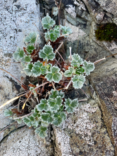 Northern Cinquefoil (Potentilla villosa)