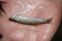 Characiformes