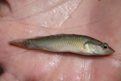 Crenicichla