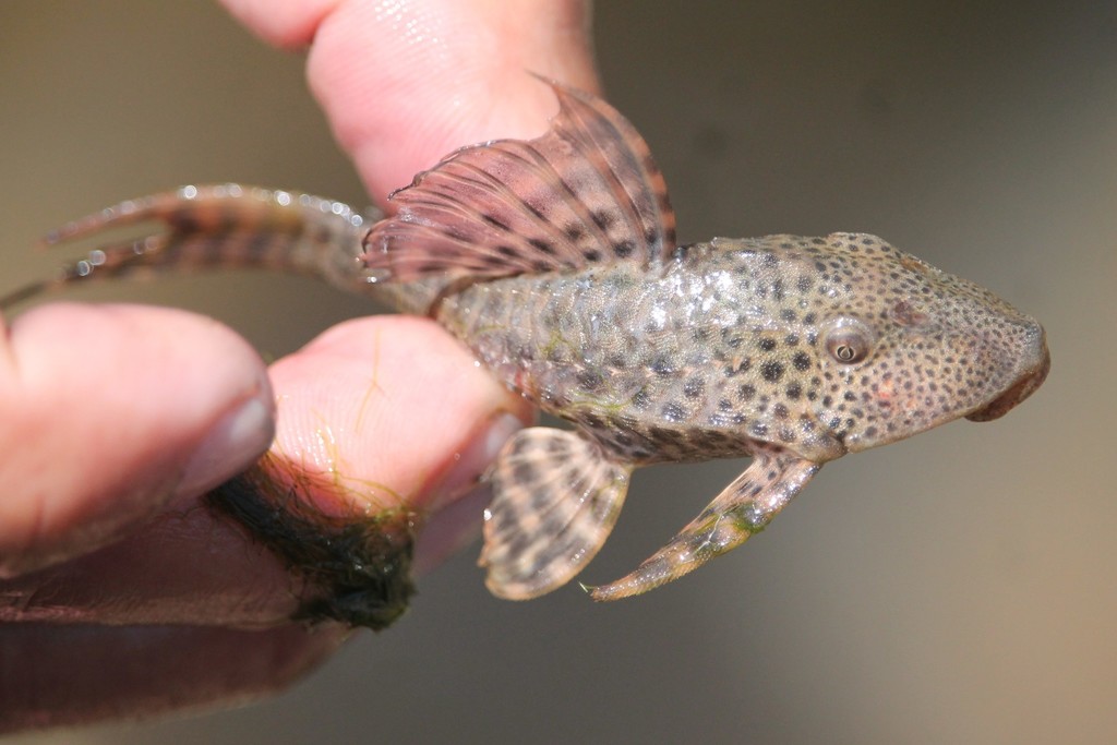 Bolivian pleco (Hypostomus bolivianus) — Loricariidae