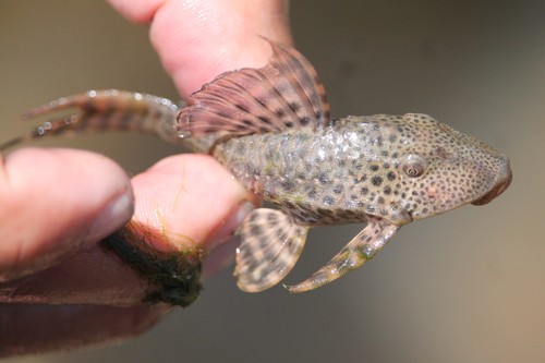 Bolivian pleco (Hypostomus bolivianus) — Loricariidae