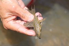 Pterygoplichthys punctatus