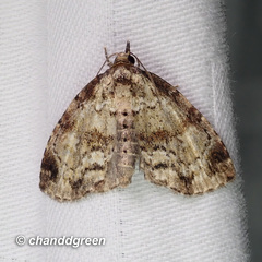 Lithacodia crotopha