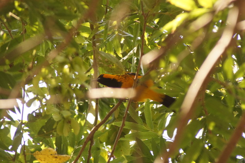 Spot-breasted Oriole (Icterus pectoralis), photo 7
