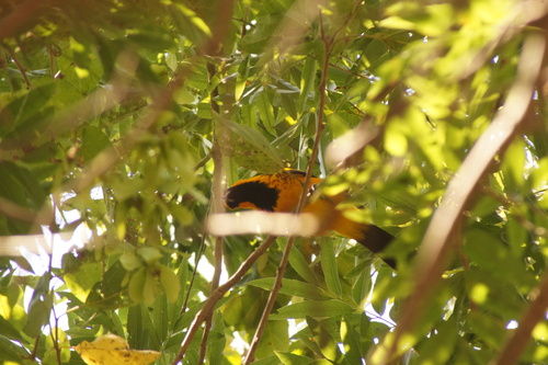 Spot-breasted Oriole (Icterus pectoralis), photo 8